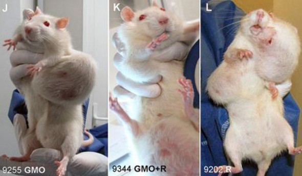Génmodosítot kukorica hatása patkányokon
